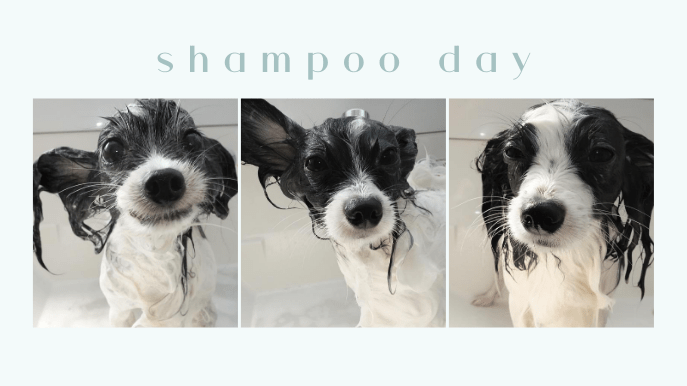 shampoo day